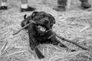 This black dog alleviates depression