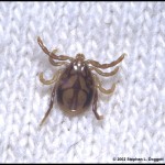 ixodes_holomale