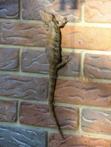 Blue Tongue lizard