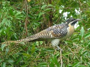 Female Koel