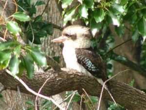 Kookaburra