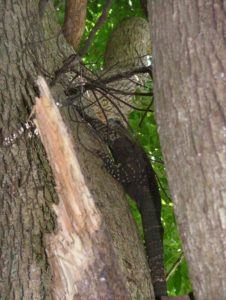 Lace Monitor