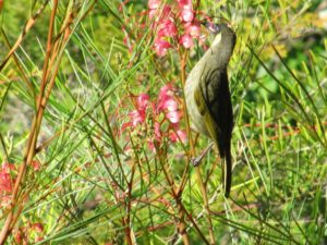 Little Wattlebird