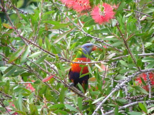 Rainbow Lorikeet