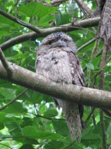 Tawny Frogmouth