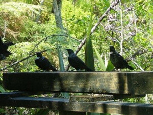 Three Tuis 01