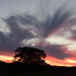 Maleny-sunset-tree