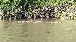 Daintree-Cape-York